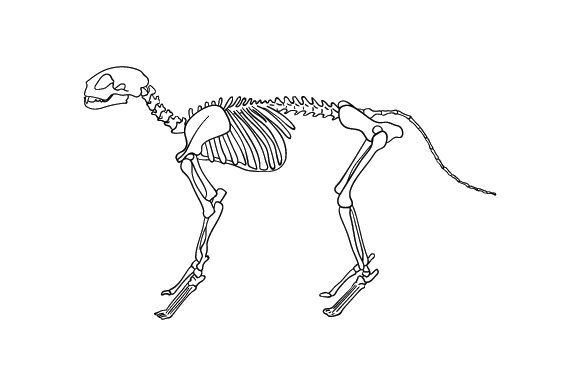 Realistic Cat Skeleton Embroidery Design Review
